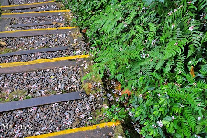 新北油桐花【土城桐花公園】親子景點 森林冒險場×刺激三角吊橋 特色公園(交通) - yuki.tw