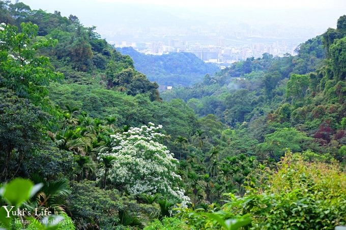 新北油桐花【土城桐花公園】親子景點 森林冒險場×刺激三角吊橋 特色公園(交通) - yuki.tw