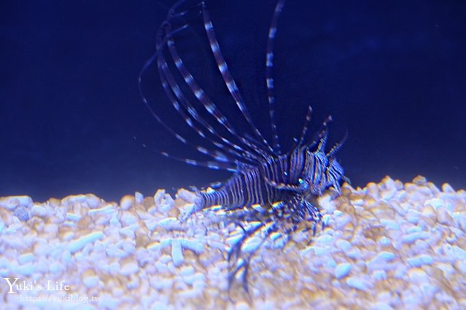 DSCF0948 免費！宜蘭景點【金車生技水產養殖研發中心】媲美水族館超好逛！礁溪室內親子景點、鮮蝦現場吃！兒童遊戲區❤