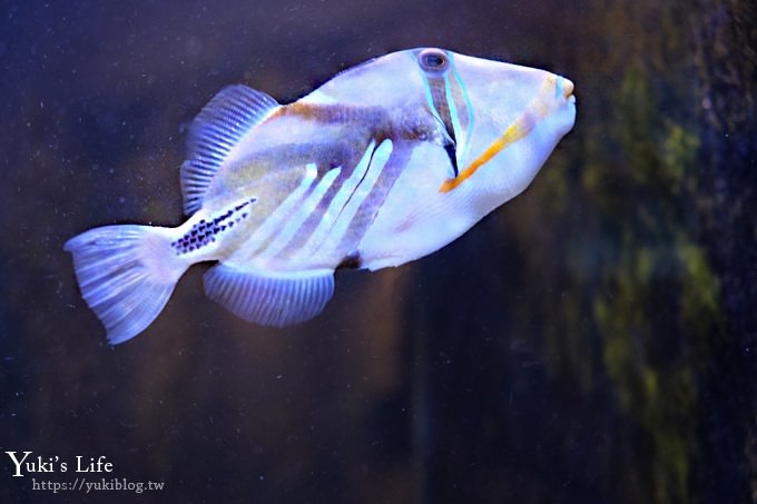 DSCF0949 免費！宜蘭景點【金車生技水產養殖研發中心】媲美水族館超好逛！礁溪室內親子景點、鮮蝦現場吃！兒童遊戲區❤