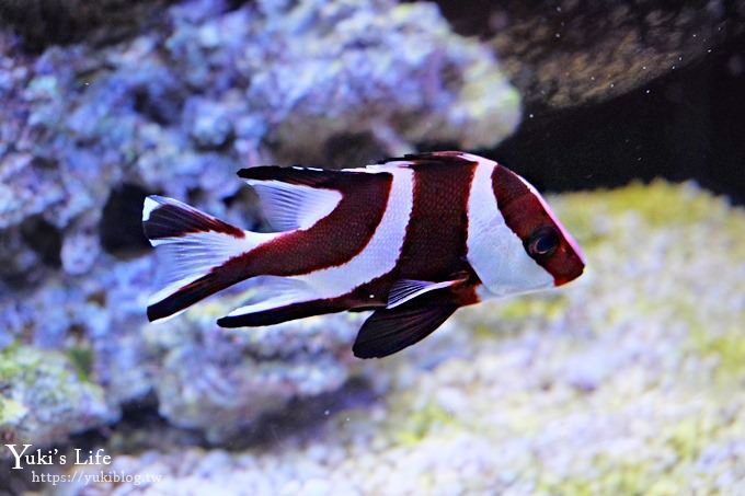 DSCF0956 免費！宜蘭景點【金車生技水產養殖研發中心】媲美水族館超好逛！礁溪室內親子景點、鮮蝦現場吃！兒童遊戲區❤