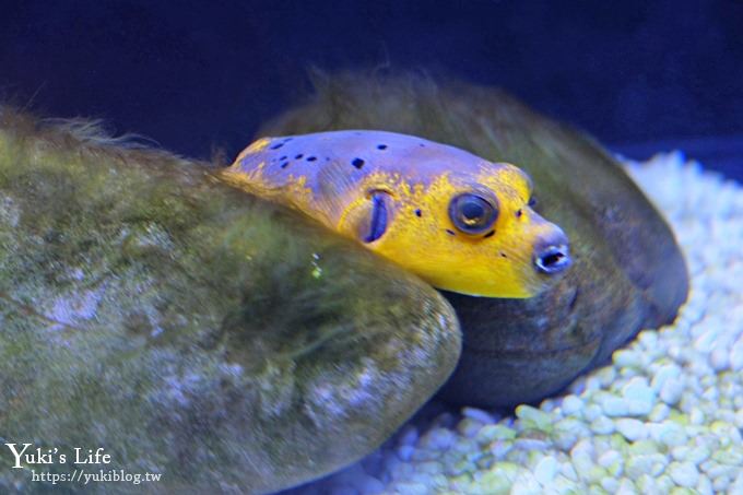 DSCF0961 免費！宜蘭景點【金車生技水產養殖研發中心】媲美水族館超好逛！礁溪室內親子景點、鮮蝦現場吃！兒童遊戲區❤