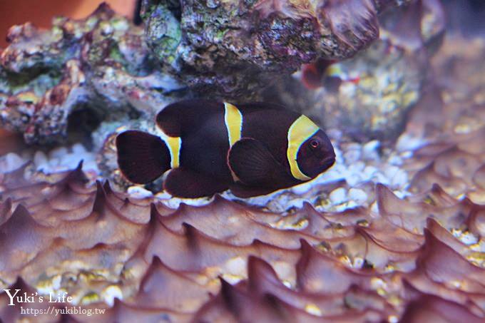 DSCF0966 免費！宜蘭景點【金車生技水產養殖研發中心】媲美水族館超好逛！礁溪室內親子景點、鮮蝦現場吃！兒童遊戲區❤