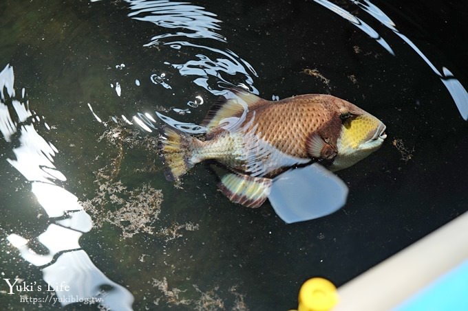 DSCF0995 免費！宜蘭景點【金車生技水產養殖研發中心】媲美水族館超好逛！礁溪室內親子景點、鮮蝦現場吃！兒童遊戲區❤