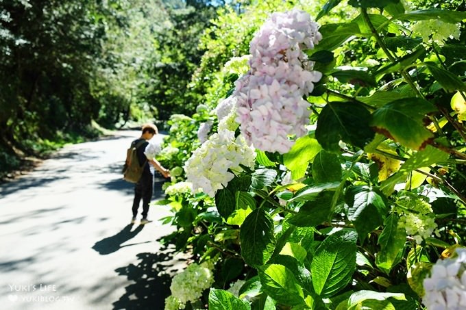 南投親子旅遊【杉林溪森林渡假園區】台灣美景避暑聖地×繡球花爆滿拍照好去處(遊園地圖／方式） - yuki.tw