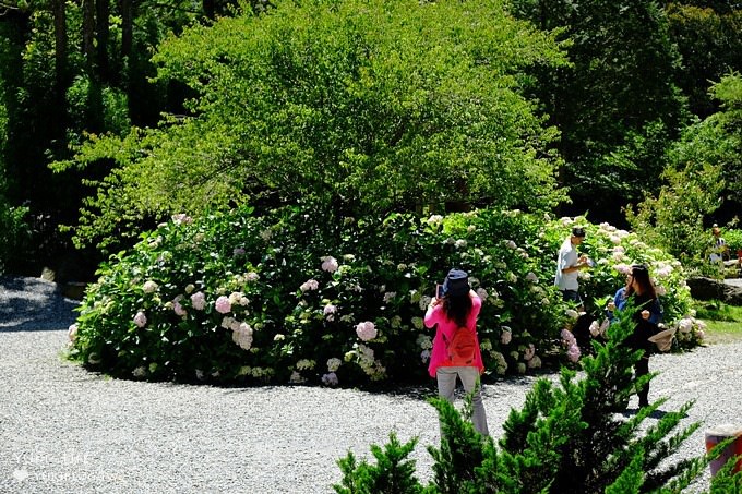 南投親子旅遊【杉林溪森林渡假園區】台灣美景避暑聖地×繡球花爆滿拍照好去處(遊園地圖／方式） - yuki.tw