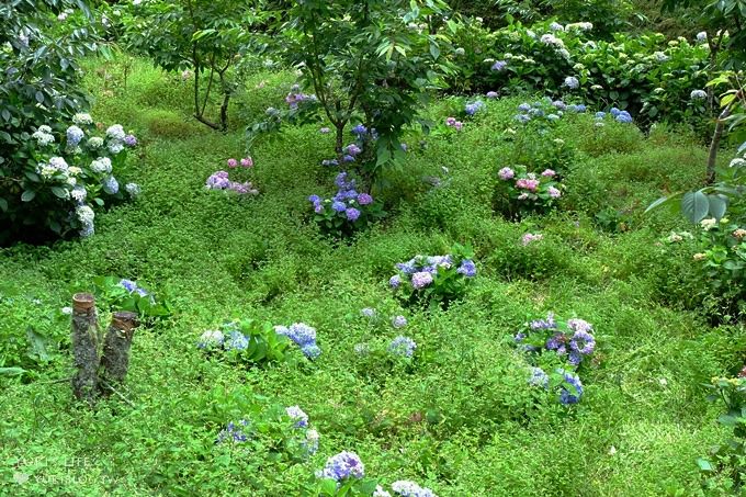 南投親子旅遊【杉林溪森林渡假園區】台灣美景避暑聖地×繡球花爆滿拍照好去處(遊園地圖／方式） - yuki.tw