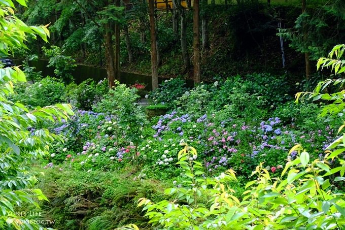 南投親子旅遊【杉林溪森林渡假園區】台灣美景避暑聖地×繡球花爆滿拍照好去處(遊園地圖／方式） - yuki.tw