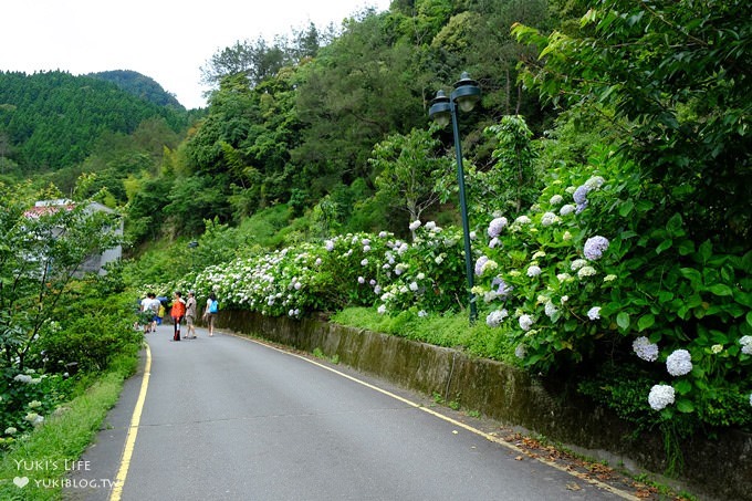 南投親子旅遊【杉林溪森林渡假園區】台灣美景避暑聖地×繡球花爆滿拍照好去處(遊園地圖／方式） - yuki.tw