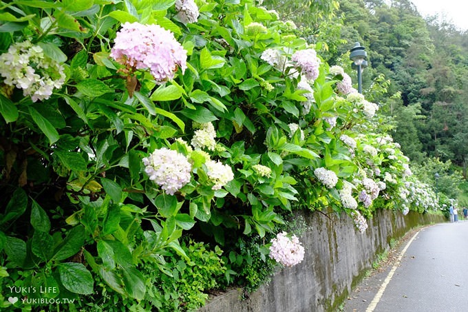 南投親子旅遊【杉林溪森林渡假園區】台灣美景避暑聖地×繡球花爆滿拍照好去處(遊園地圖／方式） - yuki.tw