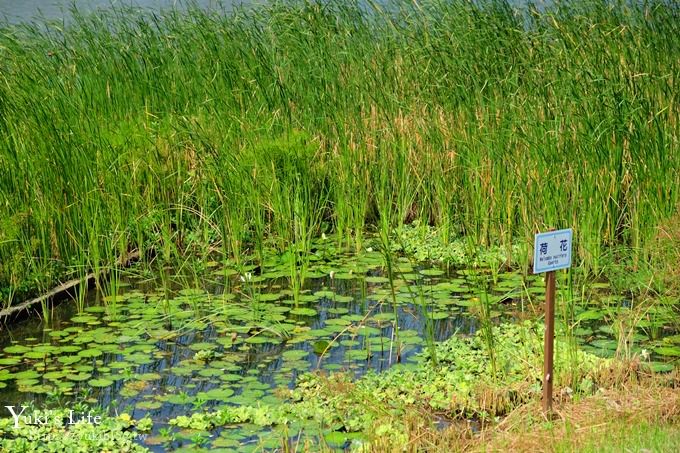 桃園捷運景點【青塘園生態公園】藝術景觀大草皮野餐好去處！(體育園區站) - yuki.tw