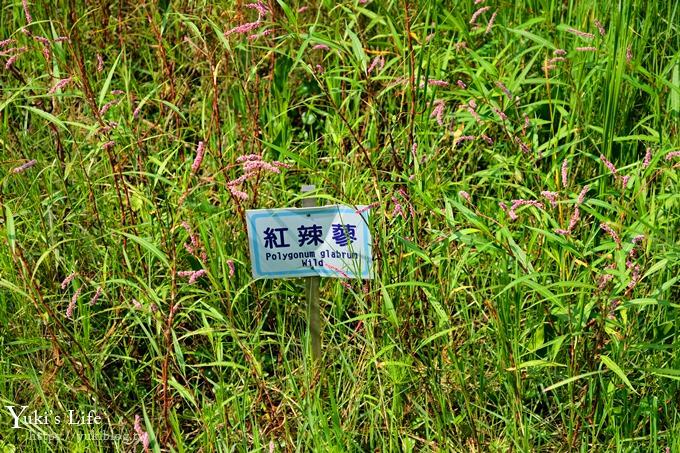 桃園捷運景點【青塘園生態公園】藝術景觀大草皮野餐好去處！(體育園區站) - yuki.tw