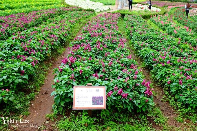 桃園景點【大溪花海農場】摩艾石像園區、四季都美親子同遊好去處 - yuki.tw