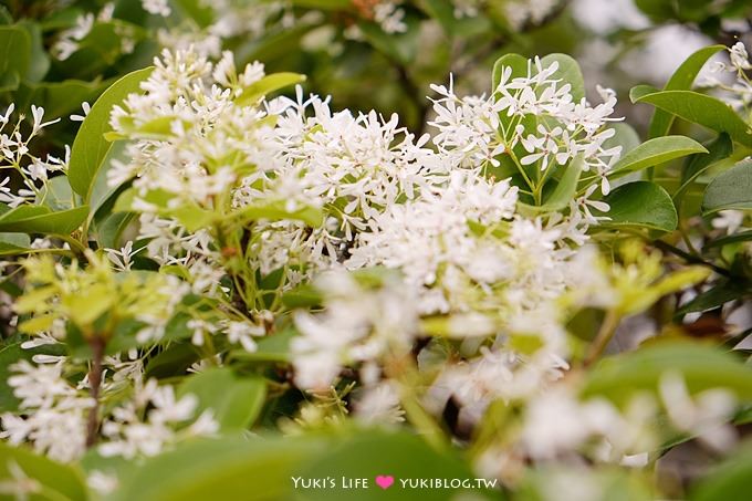 桃園楊梅親子遊【味全埔心牧場】初夏●流蘇雨下的戲水玩水區&小豬賽跑gogo! - yuki.tw