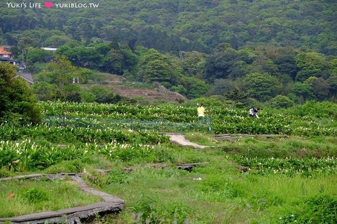 士林陽明山一日遊【竹子湖海芋季】搭公車捷運來去台北郊區輕鬆玩(交通方式) - yuki.tw