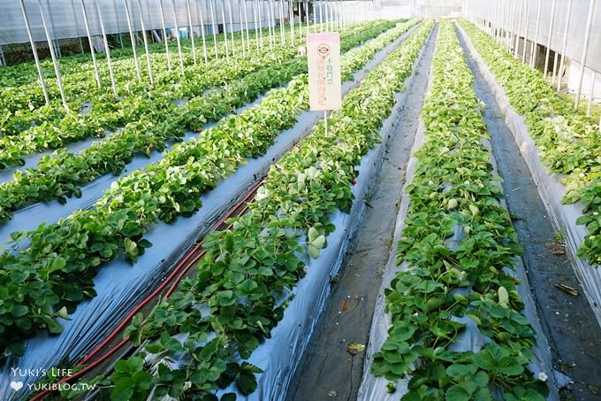 台北內湖採草莓親子景點【莓圃觀光休閒農園】草莓披薩下午茶好甜蜜×可做糖霜餅乾DIY - yuki.tw