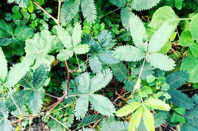 台北內湖採草莓親子景點【莓圃觀光休閒農園】草莓披薩下午茶好甜蜜×可做糖霜餅乾DIY - yuki.tw