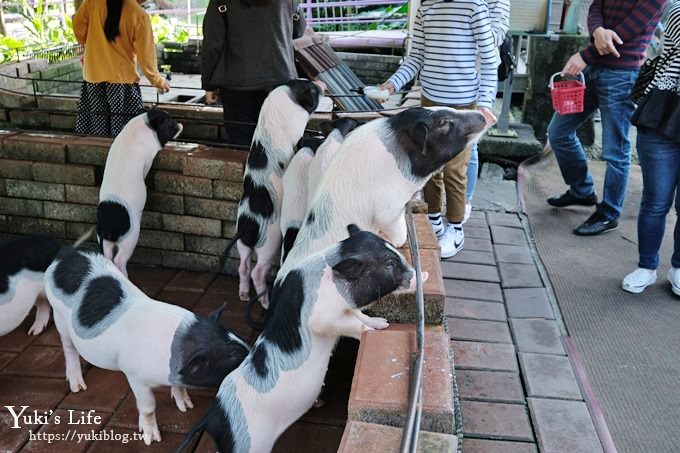 宜蘭景點【宜農牧場】30元銅板價×兒童遊戲區～餵羊餵小豬休閒農場親子必訪！ - yuki.tw