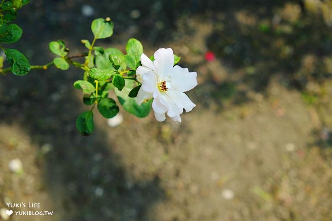 彰化田尾親子景點【全得玫瑰莊園】歐風浪漫建築景觀餐廳×草皮沙坑溜滑梯還能餵魚 - yuki.tw