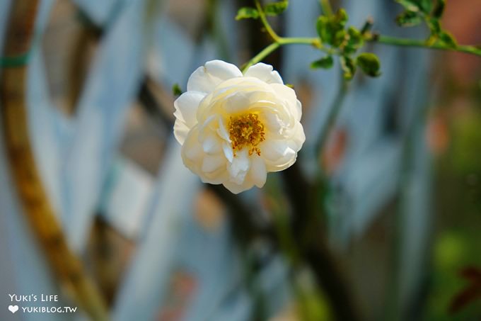 彰化田尾親子景點【全得玫瑰莊園】歐風浪漫建築景觀餐廳×草皮沙坑溜滑梯還能餵魚 - yuki.tw