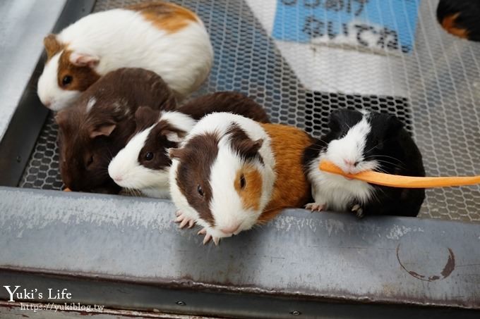 東京親子景點【荒川遊園地】親子同遊高CP值遊樂園!餵動物、釣魚、玩水去！ - yuki.tw