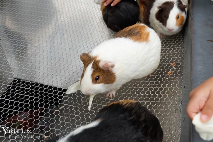 東京親子景點【荒川遊園地】親子同遊高CP值遊樂園!餵動物、釣魚、玩水去！ - yuki.tw