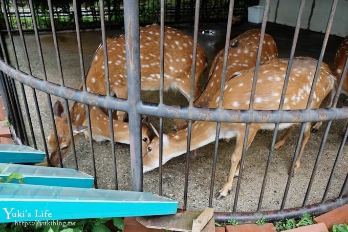 東京親子景點【荒川遊園地】親子同遊高CP值遊樂園!餵動物、釣魚、玩水去！ - yuki.tw