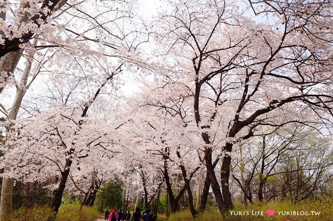 韓國首爾賞櫻景點【兒童大公園】動物園+賞花+遊樂園+野餐~多合一親子遊約會好去處 @兒童大公園站 - yuki.tw