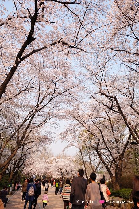 韓國首爾賞櫻景點【兒童大公園】動物園+賞花+遊樂園+野餐~多合一親子遊約會好去處 @兒童大公園站 - yuki.tw