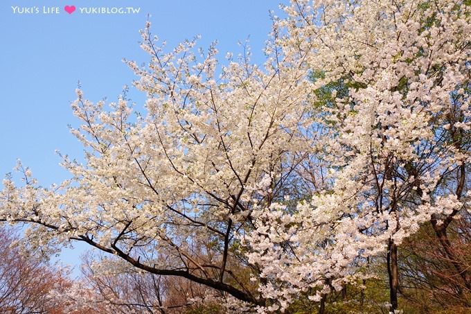 韓國首爾賞櫻景點【首爾塔】賞櫻花、迎春花~ 明洞步行小爬山輕鬆路線.不搭纜車人擠人 - yuki.tw