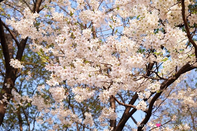 韓國首爾賞櫻景點【首爾塔】賞櫻花、迎春花~ 明洞步行小爬山輕鬆路線.不搭纜車人擠人 - yuki.tw