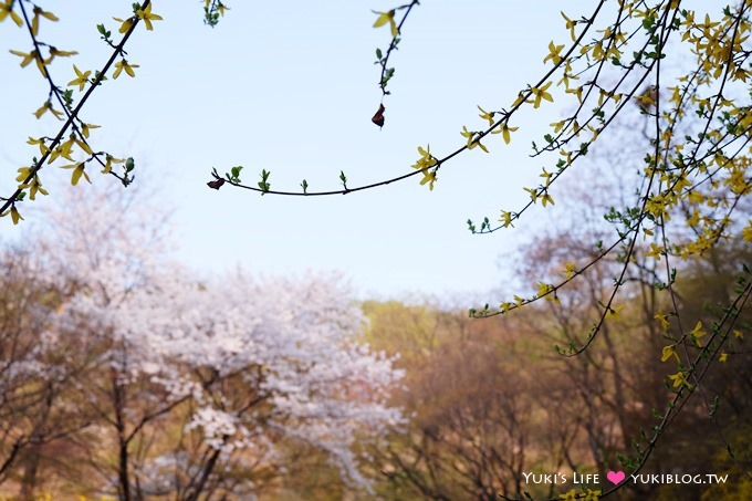 韓國首爾賞櫻景點【首爾塔】賞櫻花、迎春花~ 明洞步行小爬山輕鬆路線.不搭纜車人擠人 - yuki.tw