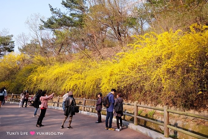 韓國首爾賞櫻景點【首爾塔】賞櫻花、迎春花~ 明洞步行小爬山輕鬆路線.不搭纜車人擠人 - yuki.tw