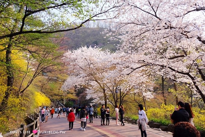 韓國首爾賞櫻景點【首爾塔】賞櫻花、迎春花~ 明洞步行小爬山輕鬆路線.不搭纜車人擠人 - yuki.tw