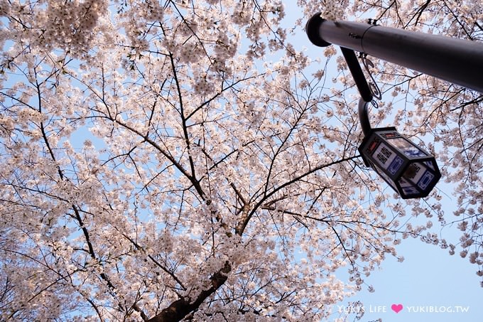 韓國首爾賞櫻景點【首爾塔】賞櫻花、迎春花~ 明洞步行小爬山輕鬆路線.不搭纜車人擠人 - yuki.tw