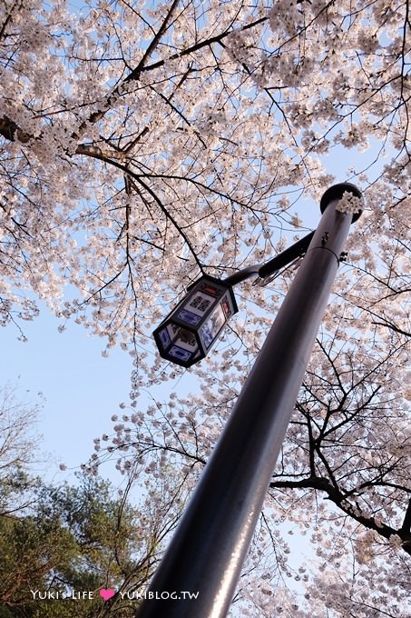 韓國首爾賞櫻景點【首爾塔】賞櫻花、迎春花~ 明洞步行小爬山輕鬆路線.不搭纜車人擠人 - yuki.tw