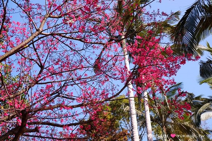 桃園虎頭山【奧爾森林學堂】貓頭鷹樹屋、超大溜滑梯、烤肉、賞櫻花景點 - yuki.tw