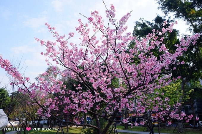 樹林賞櫻親子景點【溪北公園】大貝殼溜滑梯野餐好去處(2/22花況) - yuki.tw