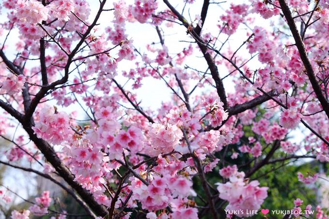 樹林賞櫻親子景點【溪北公園】大貝殼溜滑梯野餐好去處(2/22花況) - yuki.tw