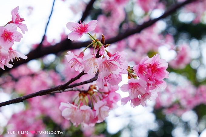 樹林賞櫻親子景點【溪北公園】大貝殼溜滑梯野餐好去處(2/22花況) - yuki.tw