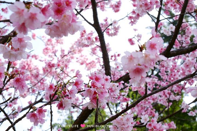 樹林賞櫻親子景點【溪北公園】大貝殼溜滑梯野餐好去處(2/22花況) - yuki.tw