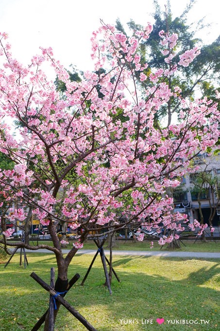 樹林賞櫻親子景點【溪北公園】大貝殼溜滑梯野餐好去處(2/22花況) - yuki.tw