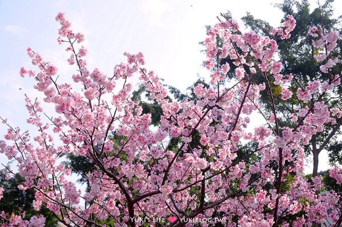 樹林賞櫻親子景點【溪北公園】大貝殼溜滑梯野餐好去處(2/22花況) - yuki.tw