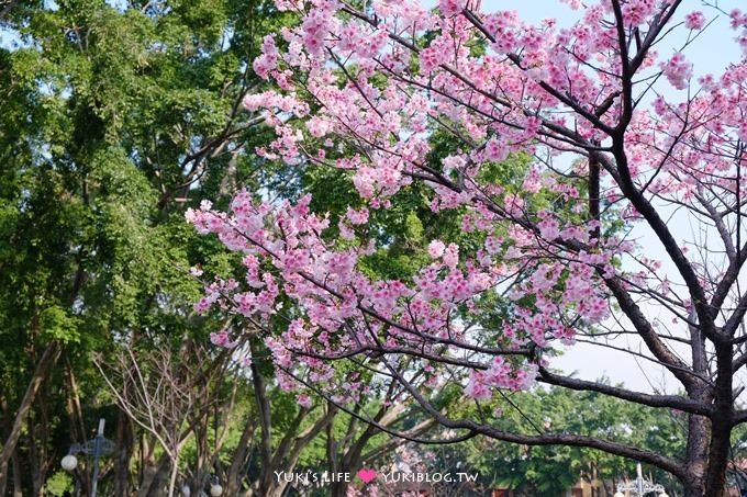 樹林賞櫻親子景點【溪北公園】大貝殼溜滑梯野餐好去處(2/22花況) - yuki.tw