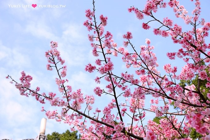 樹林賞櫻親子景點【溪北公園】大貝殼溜滑梯野餐好去處(2/22花況) - yuki.tw