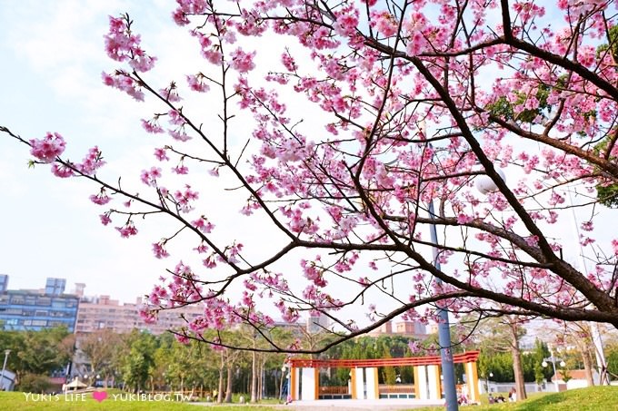 樹林賞櫻親子景點【溪北公園】大貝殼溜滑梯野餐好去處(2/22花況) - yuki.tw