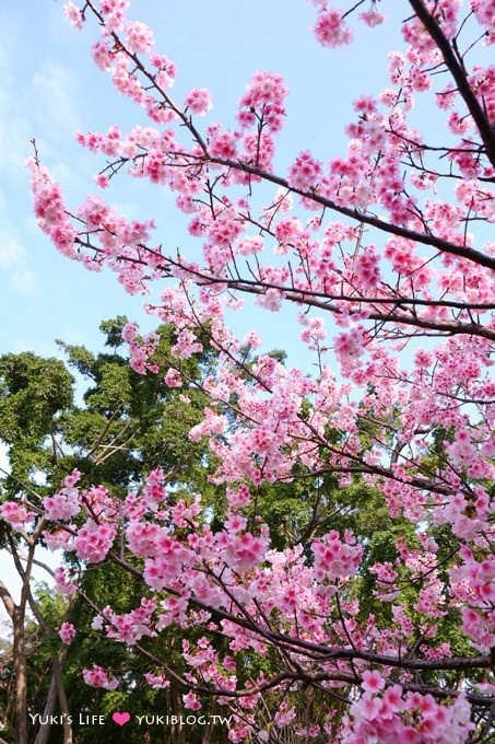 樹林賞櫻親子景點【溪北公園】大貝殼溜滑梯野餐好去處(2/22花況) - yuki.tw