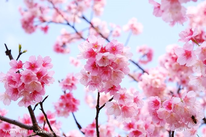 樹林賞櫻親子景點【溪北公園】大貝殼溜滑梯野餐好去處(2/22花況) - yuki.tw