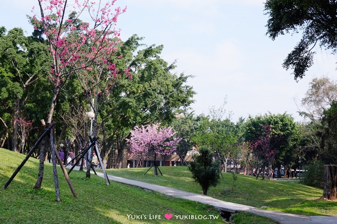 樹林賞櫻親子景點【溪北公園】大貝殼溜滑梯野餐好去處(2/22花況) - yuki.tw