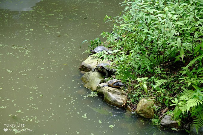 桃園景點【貓頭鷹奧爾森林學堂】虎頭山森林步道新亮點×超多溜滑梯×樹屋故事時間~免費野餐親子景點 - yuki.tw